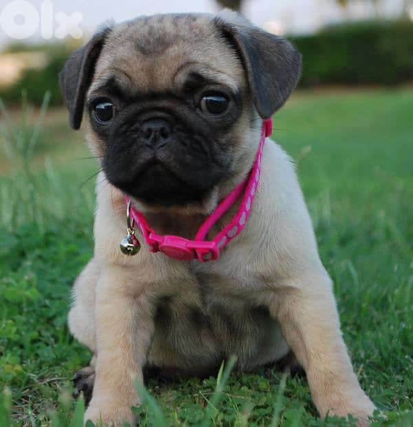 Pug Puppies - Perfect Family Companion/ dog كلاب 0