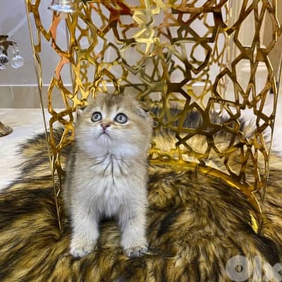 Golden Chinchilla Scottish Fold Kitten