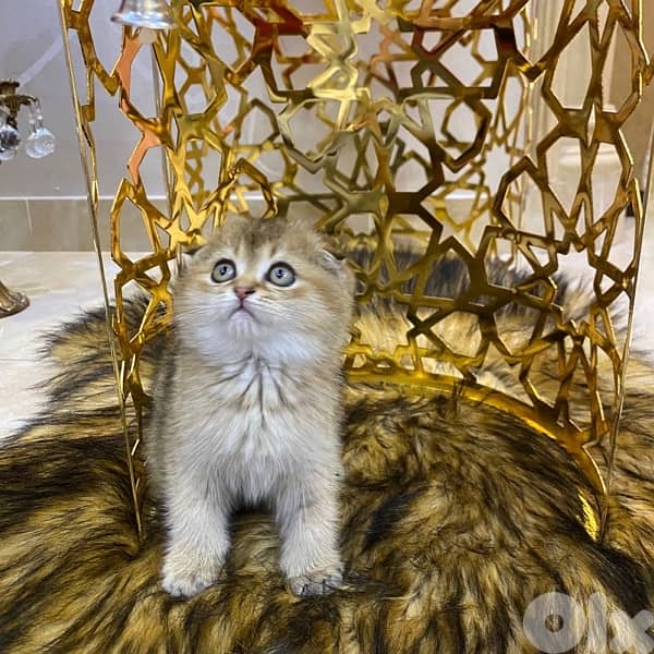 Golden Chinchilla Scottish Fold Kitten 0