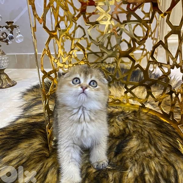 Golden Chinchilla Scottish Fold Kitten 1