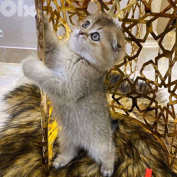 Golden Chinchilla Scottish Fold Kitten 3