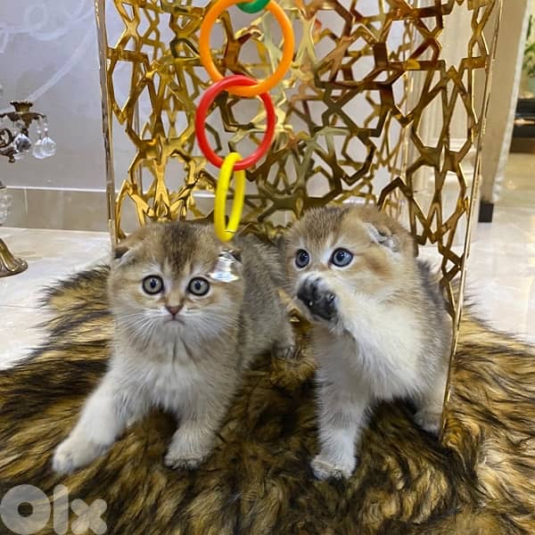 Golden Chinchilla Scottish Fold Kitten 4