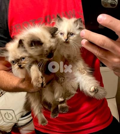 Himalayan kittens -one White Persian