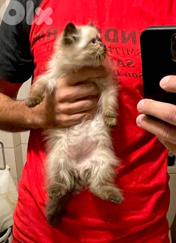 Himalayan kittens -one White Persian 1
