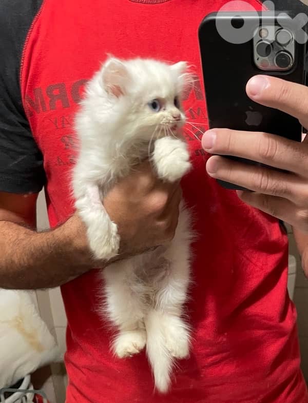 Himalayan kittens -one White Persian 2