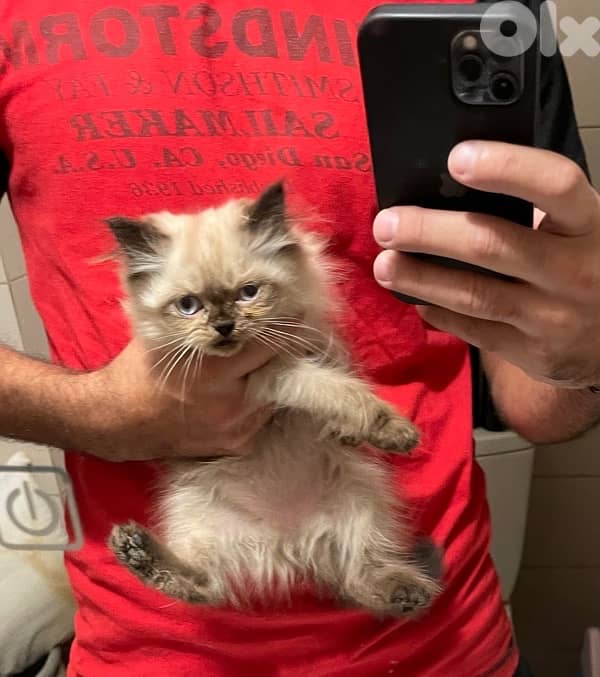 Himalayan kittens -one White Persian 3