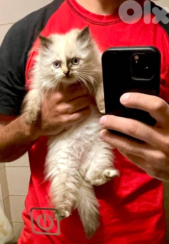 Himalayan kittens -one White Persian 4