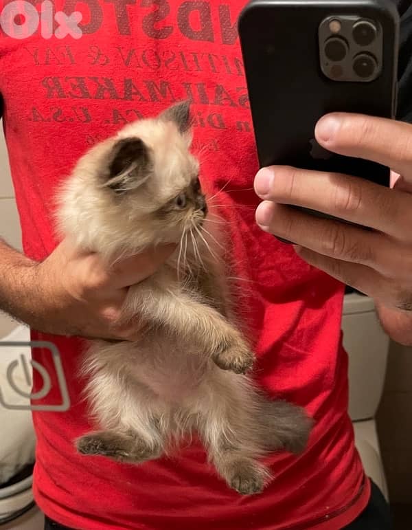 Himalayan kittens -one White Persian 5
