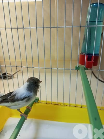 canary for sale