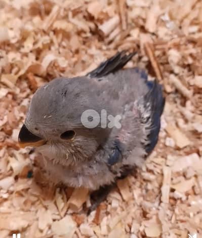 روز مروض مميز لون مميز