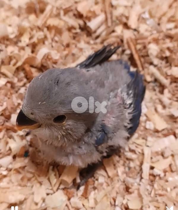 روز مروض مميز لون مميز 0