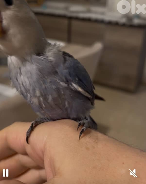 روز مروض مميز لون مميز 1