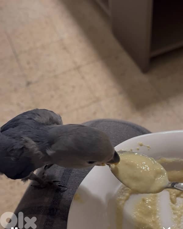 روز مروض مميز لون مميز 2