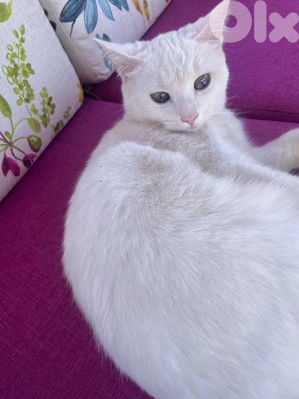 white cat 2