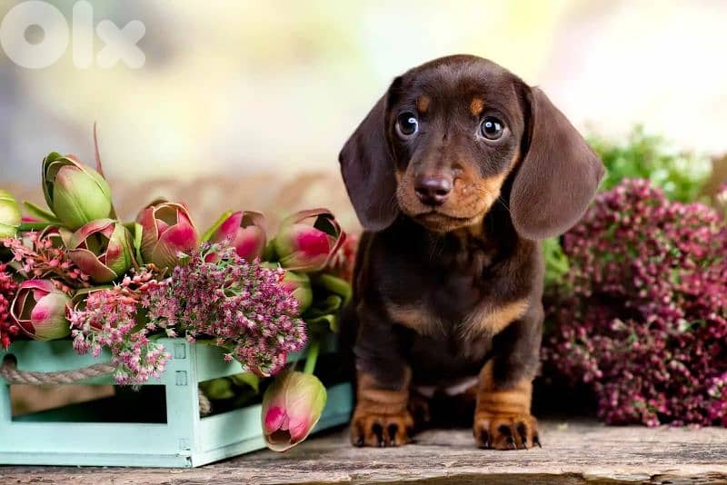 Adorable Dachshund Puppies Ready for New Homes! dog كلاب 0