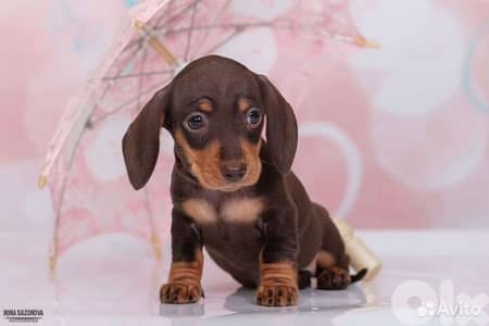 Top-Quality Dachshund Puppies Available! dog كلاب