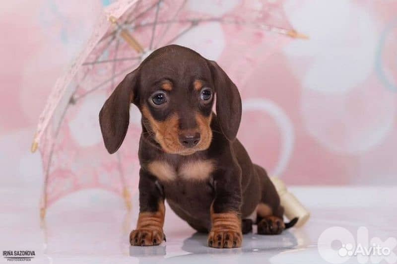 Top-Quality Dachshund Puppies Available! dog كلاب 0