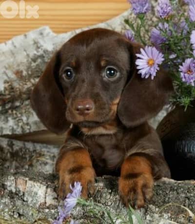 Premium Dachshund Puppies in store & delivery/ dog كلاب