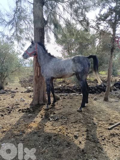 عكار وادي خالد