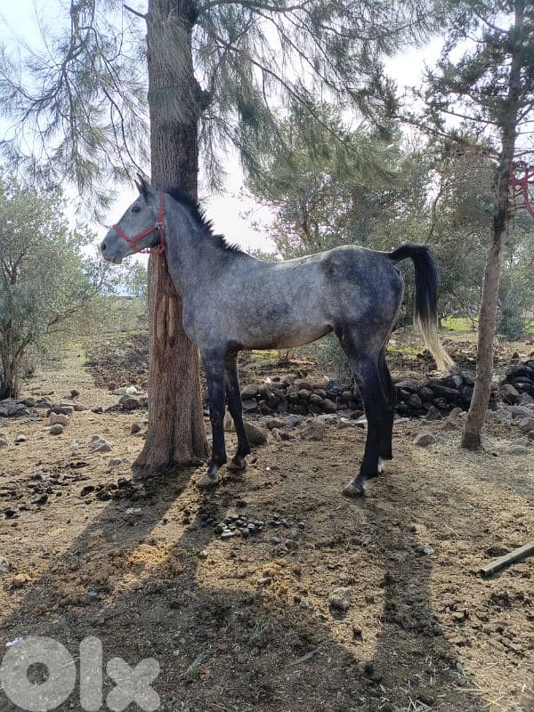 عكار وادي خالد 0