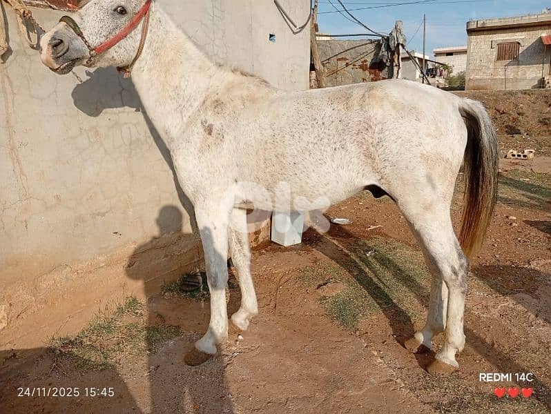 عكار وادي خالد 1