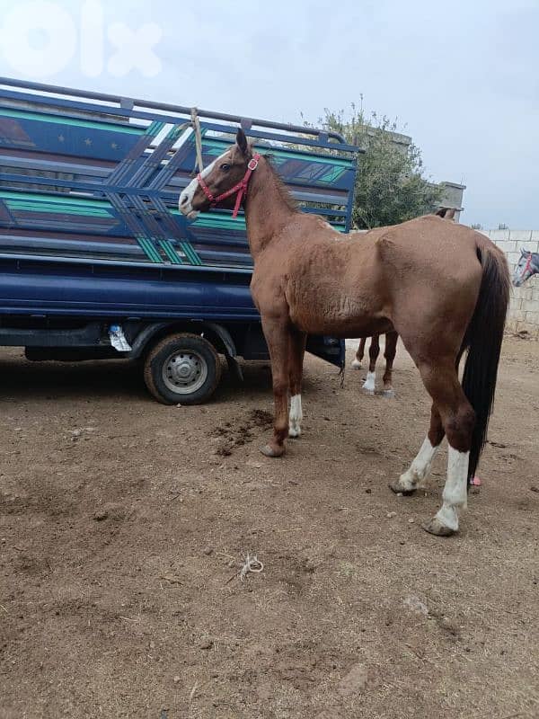 عكار وادي خالد 2