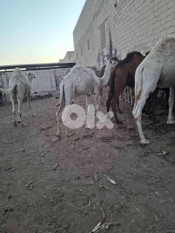 عكار وادي خالد 3