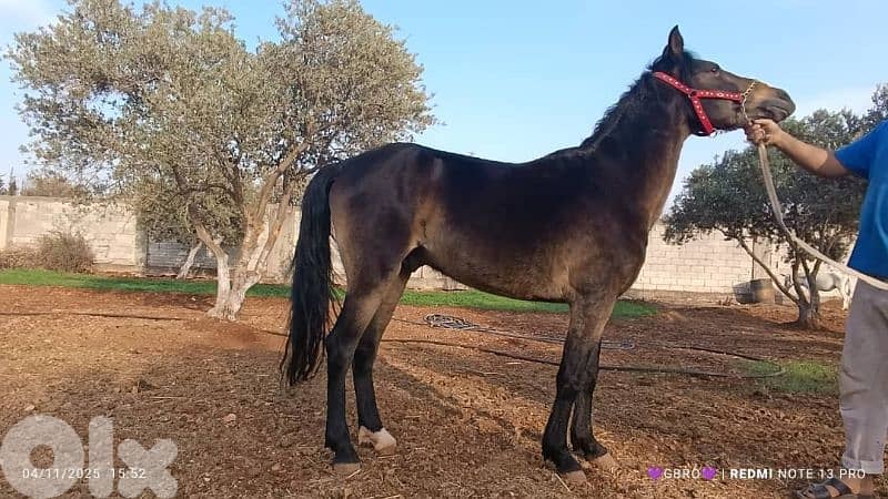 عكار وادي خالد 4