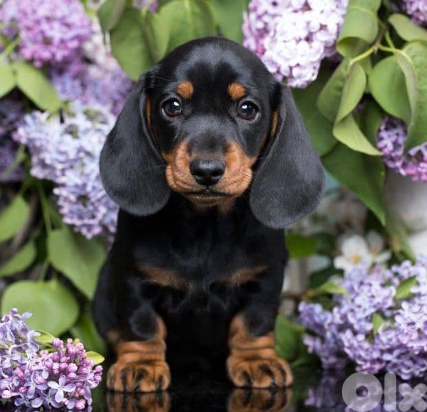 Black and Tan Dachshund Puppies/ dog كلاب 0