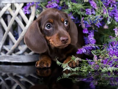 Smart Chocolate &Tan Dachshund Puppies/ dog كلاب