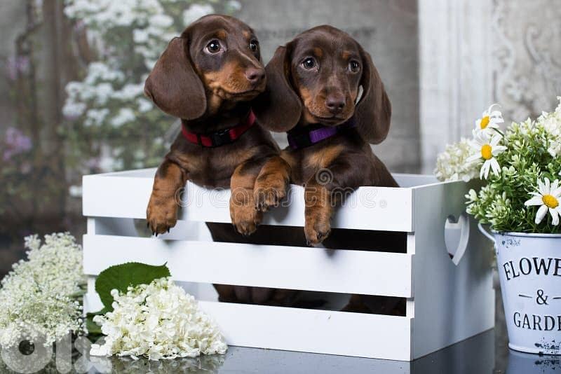 Dachshund Puppies Chocolate & Tan in store/ delivery dog كلاب 0