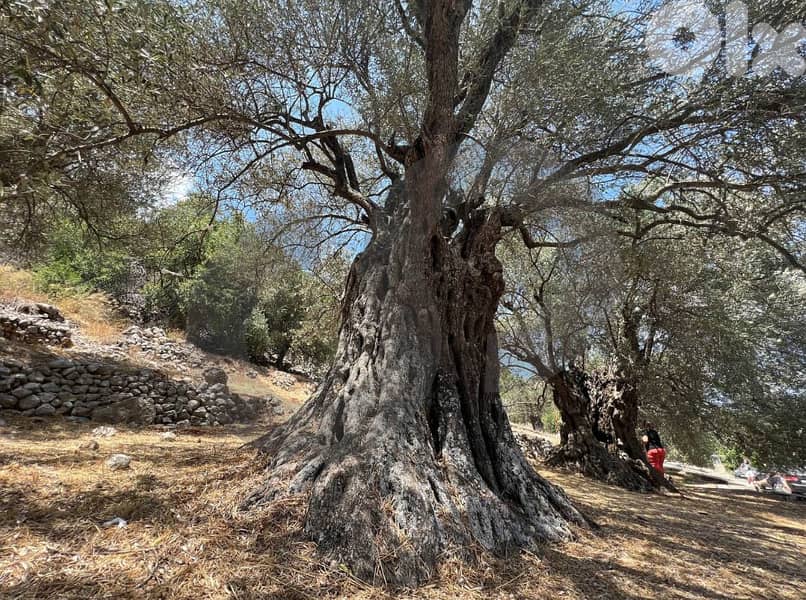 rare chance, prime area, zgharta, main road/زغرتا  REF#ZY129691 1