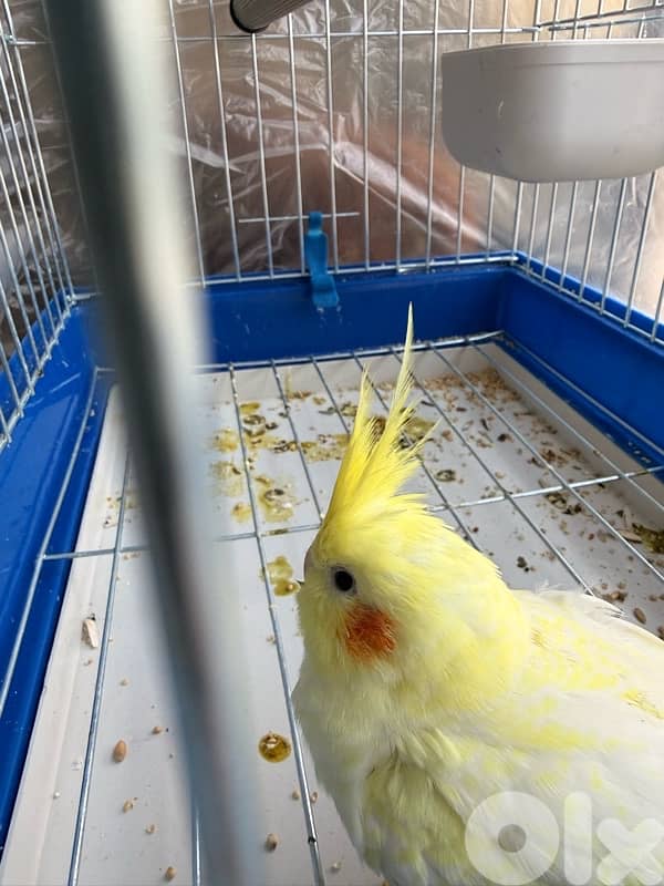 كروان ذكر عمر ٩ شهور 0