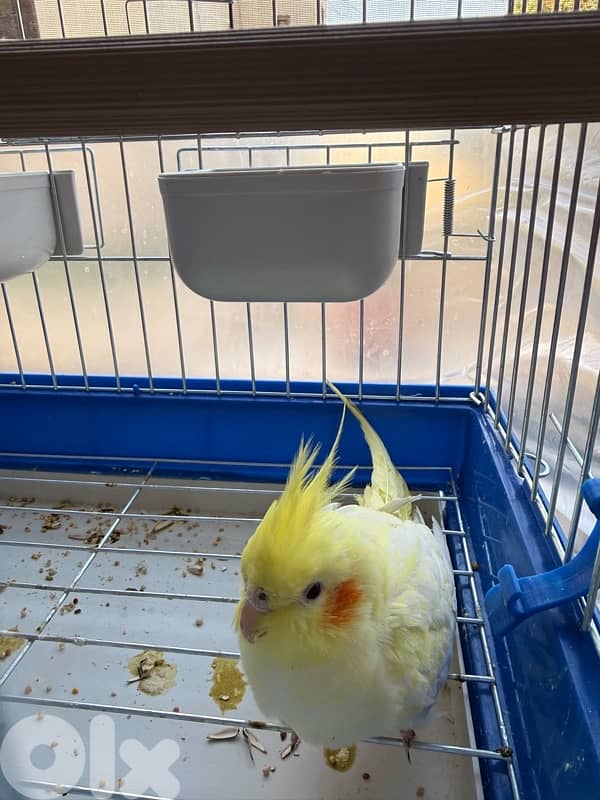 كروان ذكر عمر ٩ شهور 2