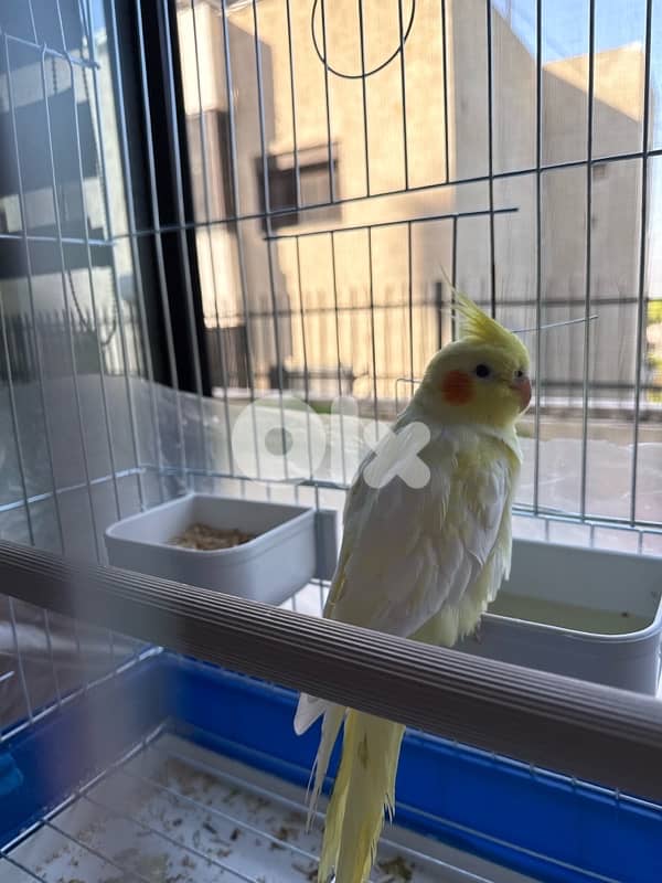 كروان ذكر عمر ٩ شهور 3