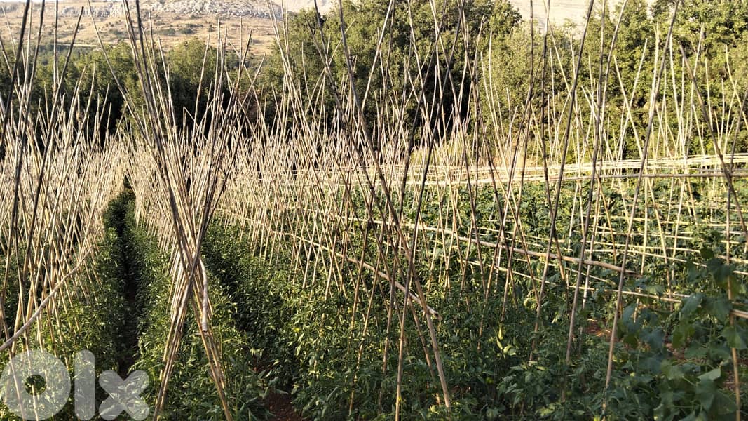 Land for Sale – Baskinta / Sannine 3