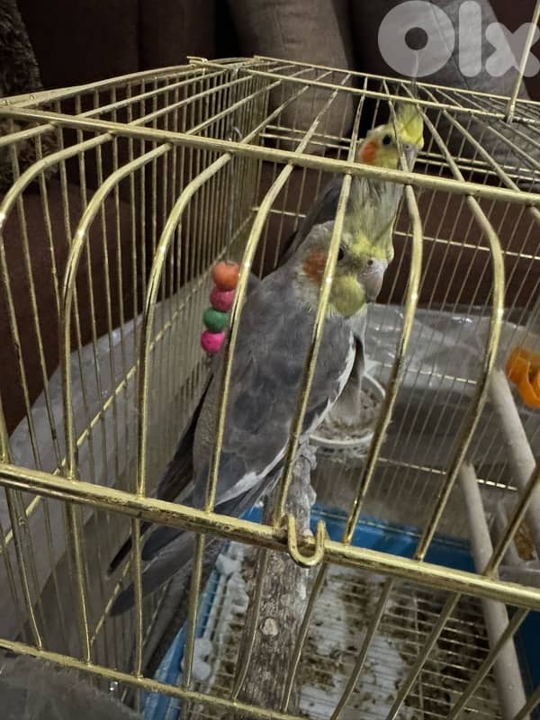 Gray Cockatiel 0