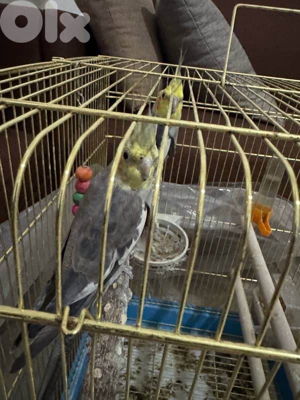 Gray Cockatiel 3