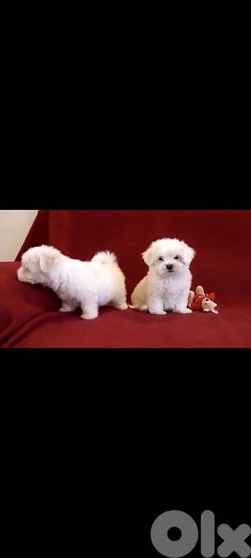 أحلى الأسعار