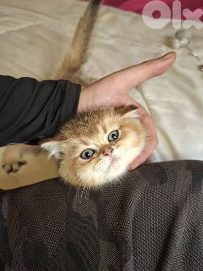 golden chinchilla are available!! Real photos.