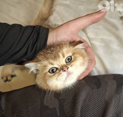 golden chinchilla are available!! Real photos.