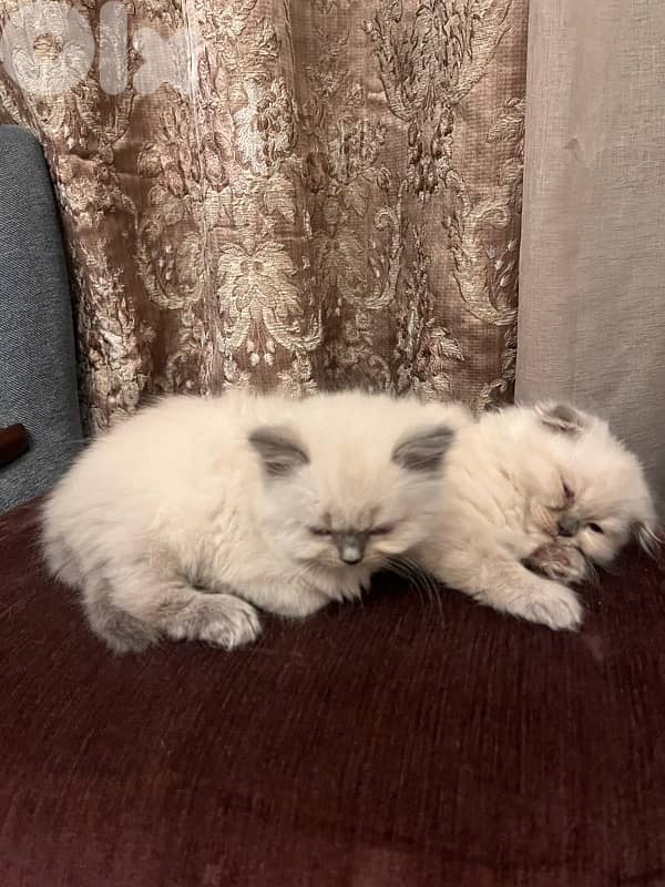 Kitten Scotich Fold - 100$ 0