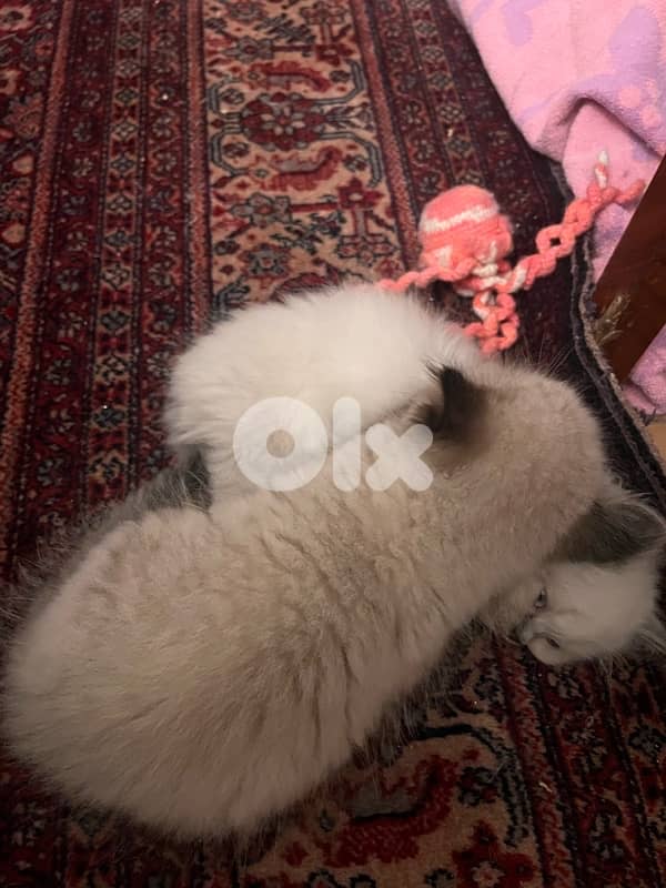 Kitten Scotich Fold - 100$ 1