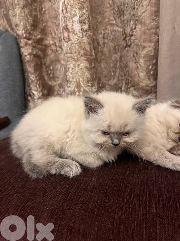 Kitten Scotich Fold - 100$ 2