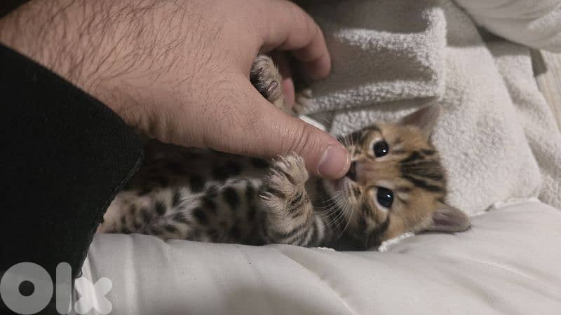 PURE BENGAL KITTENS 4