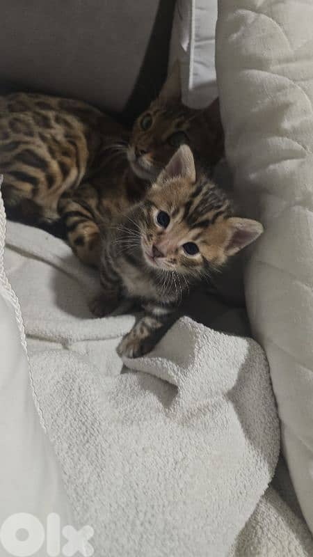 PURE BENGAL KITTENS 5