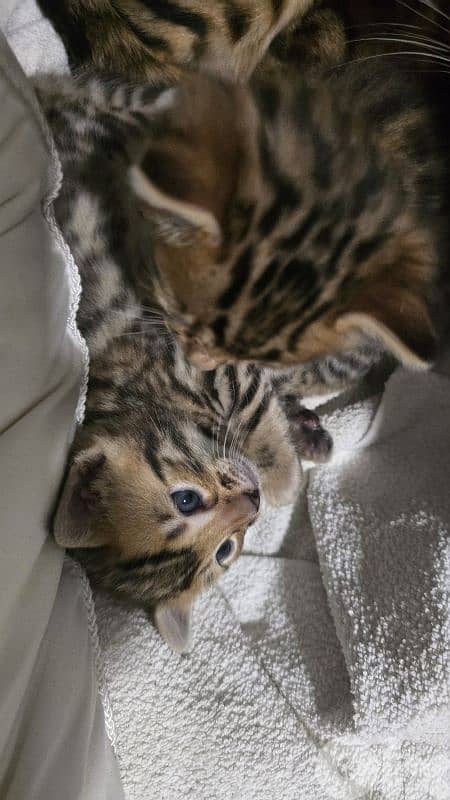 PURE BENGAL KITTENS 6