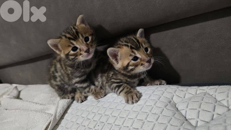PURE BENGAL KITTENS 7