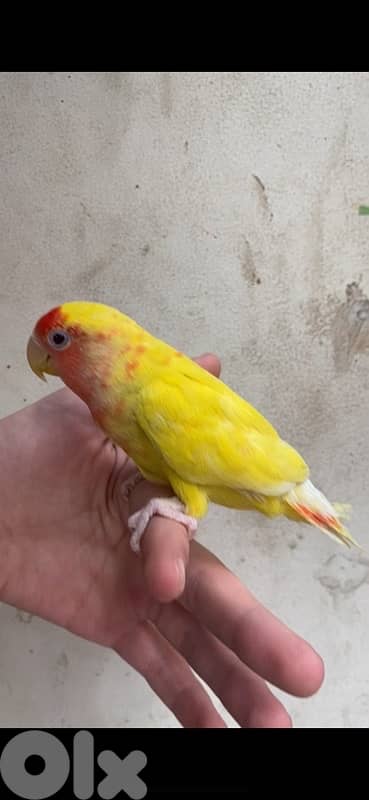 أجمل روز مروض بلبنان