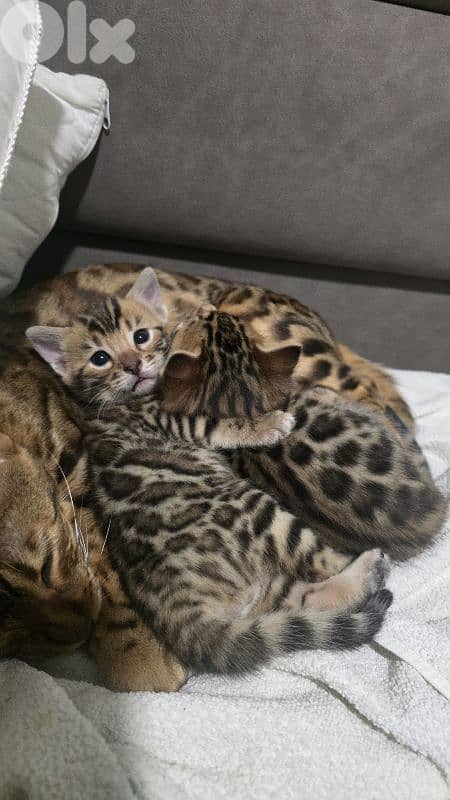 PURE BENGAL KITTENS 8